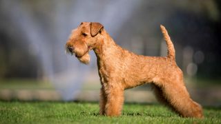 Lakeland terrier posing side-on