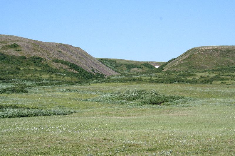 Warming Turns Tundra Shrubs into Trees Live Science
