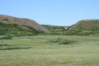 Alder (dark green) and willow (greyish) shrubs grow on the northernmost foothills of the Polar Ural in West Siberia, Russia. An increase in the height of these shrubs has caused problems for the indigenous Nenets who have had to modify their reindeer herd