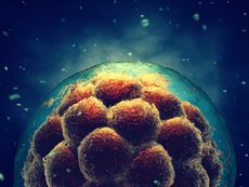An illustration of an early-stage embryo.