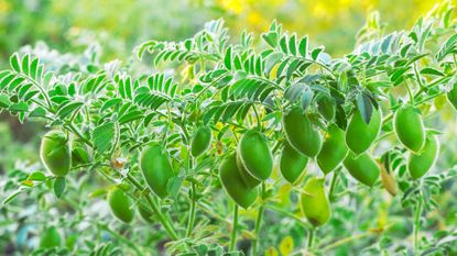 chickpeas ripening in summer garden