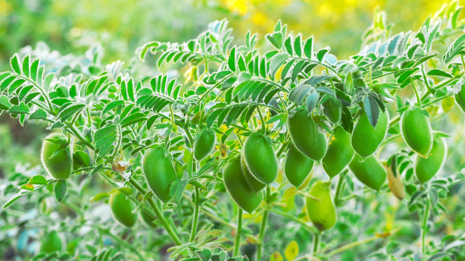 Chickpea Plant