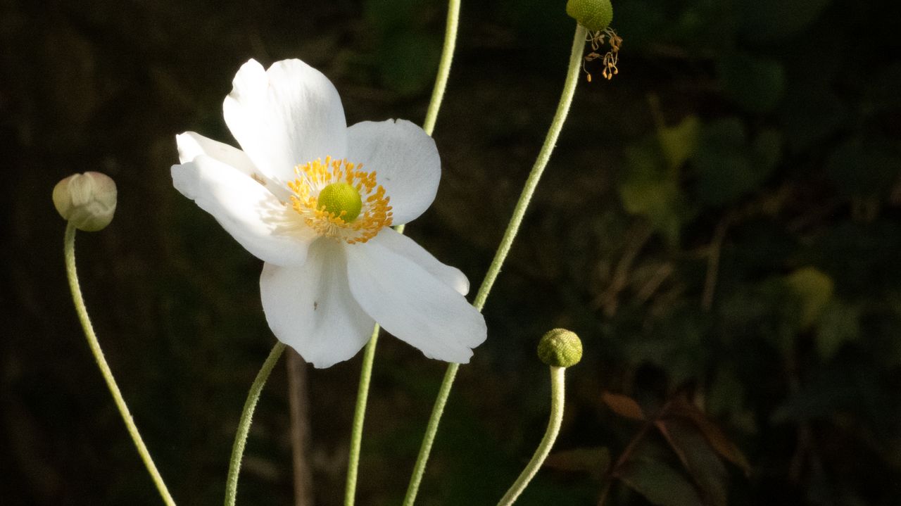 Sample image taken with Panasonic Lumix G82 bridge camera