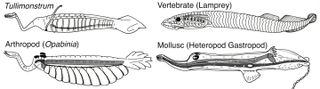 Tullimonstrum gregarium shown in comparison with animals from other groups, including vertebrates, arthropods and mollusks.