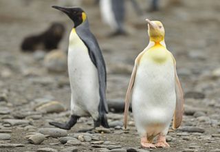 The yellow penguin lost its melanin, a pigment that colors some of its feathers black.