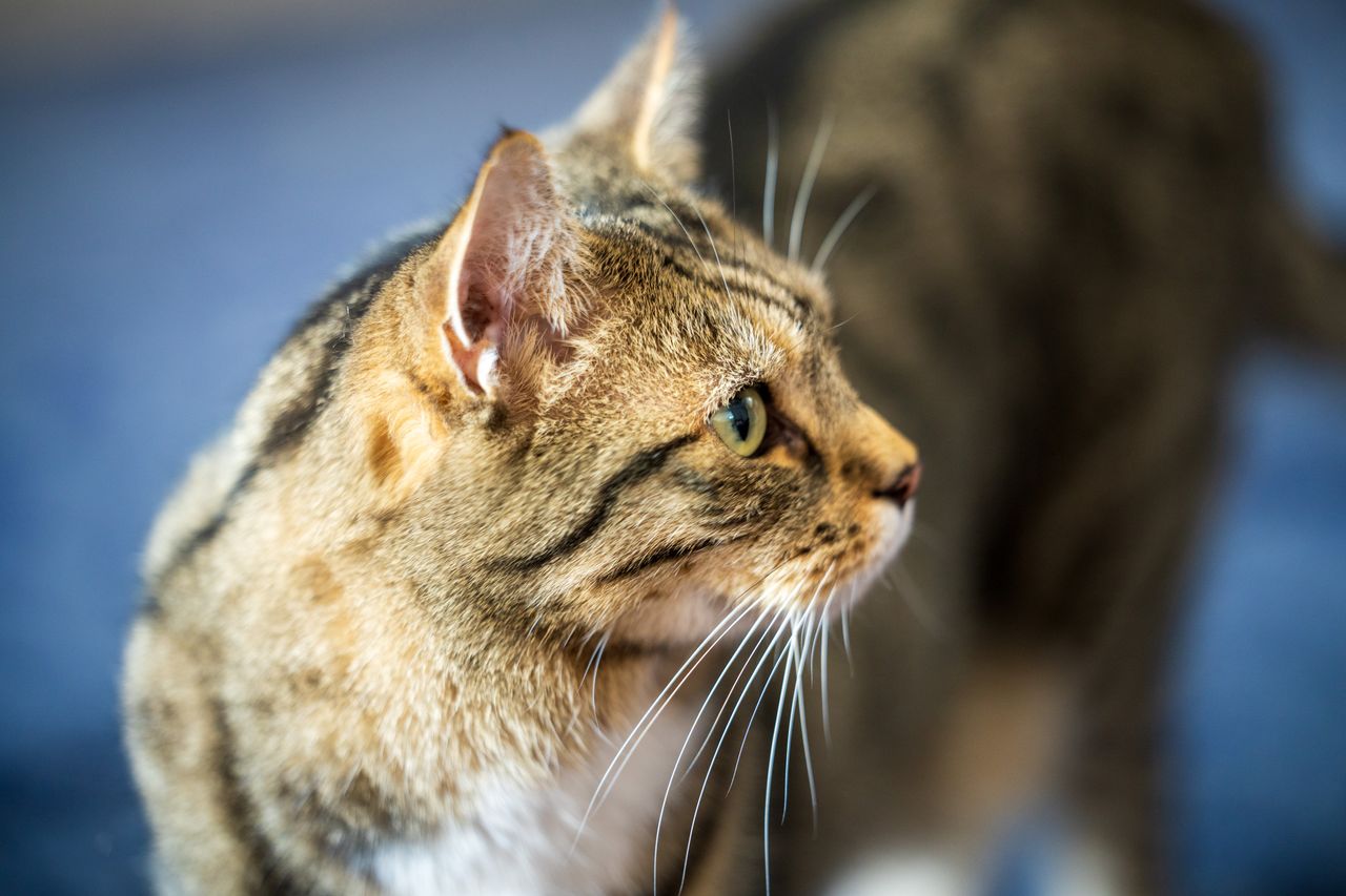 Sony FE 50-150mm f/2 G Master example shot