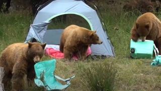 Three black bears tear apart a campsite