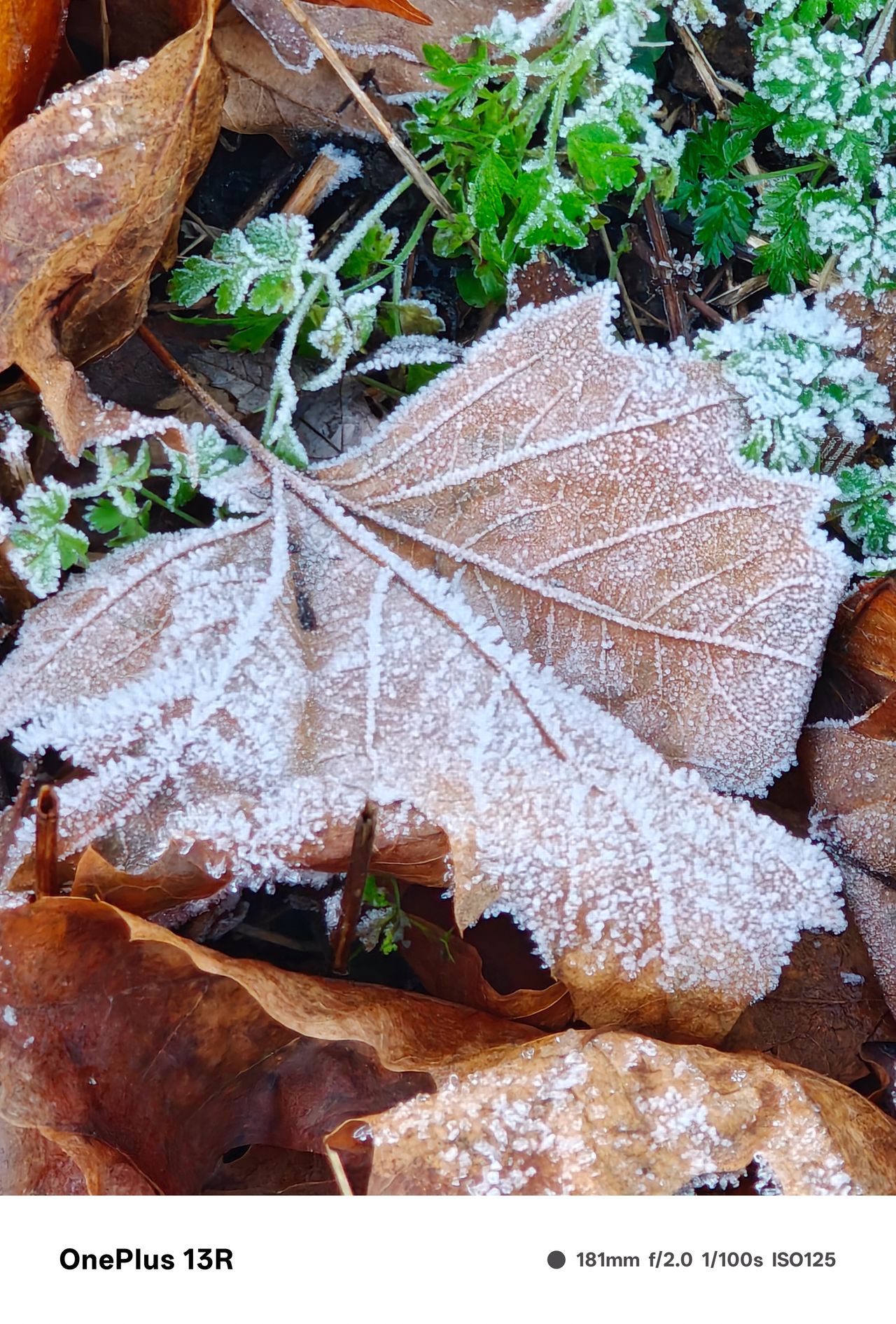 Mix of green and brown leaves on the ground covered in frost