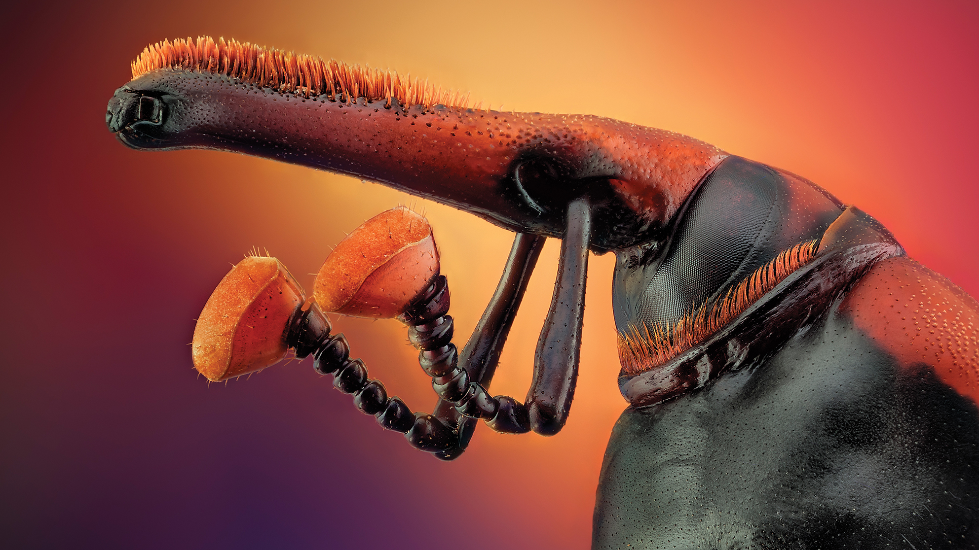 Close-up of an insect&#039;s intricate head, showcasing large, orange compound eyes and elongated antennae against a vibrant, gradient background