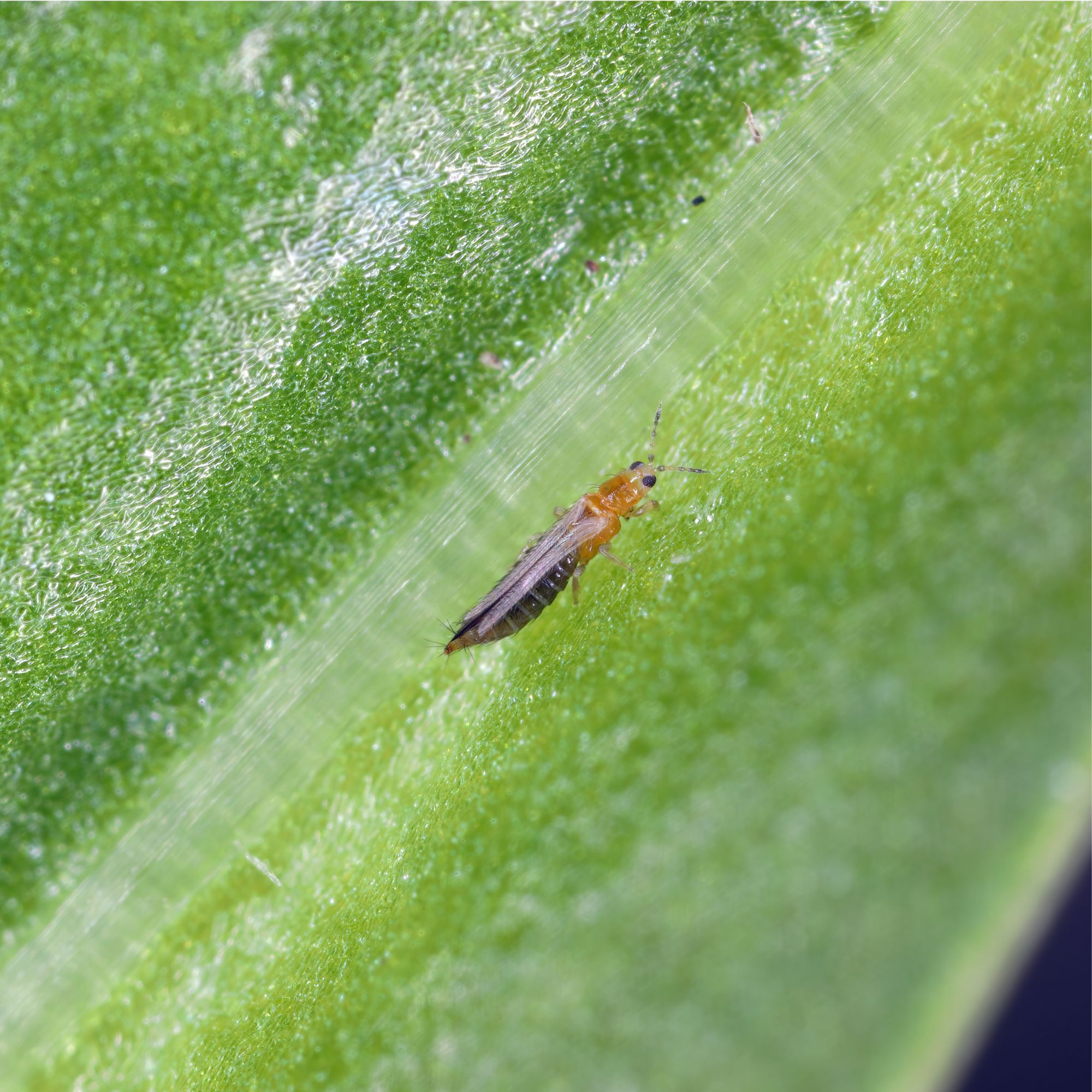 Closeup of thrip on leaf