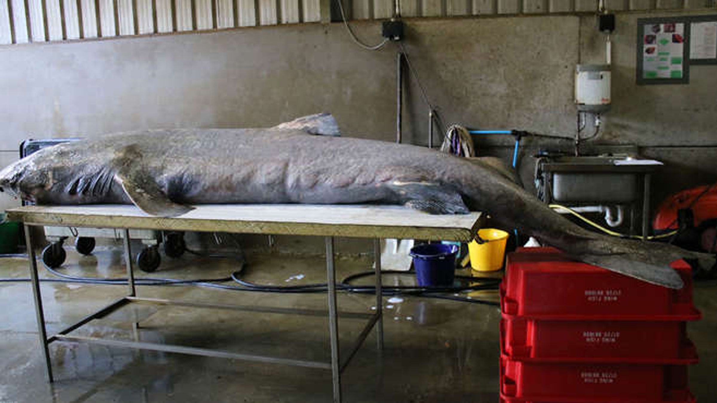 This is the first reported disease-related death in a Greenland shark.