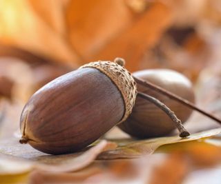 acorns gathered in fall harvest