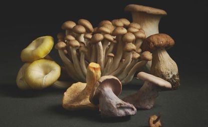 mushrooms photographed by Gustav Almestal 