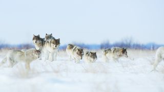 Winter wolves in the snow in Canada