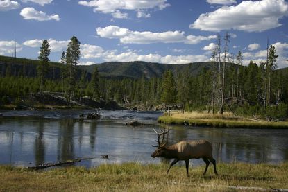 Tourist crashes drone into hot spring at Yellowstone National Park