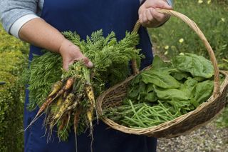kitchen garden – carrot crop