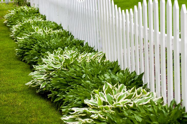 when to plant hostas – Hosta and Picket Fence
