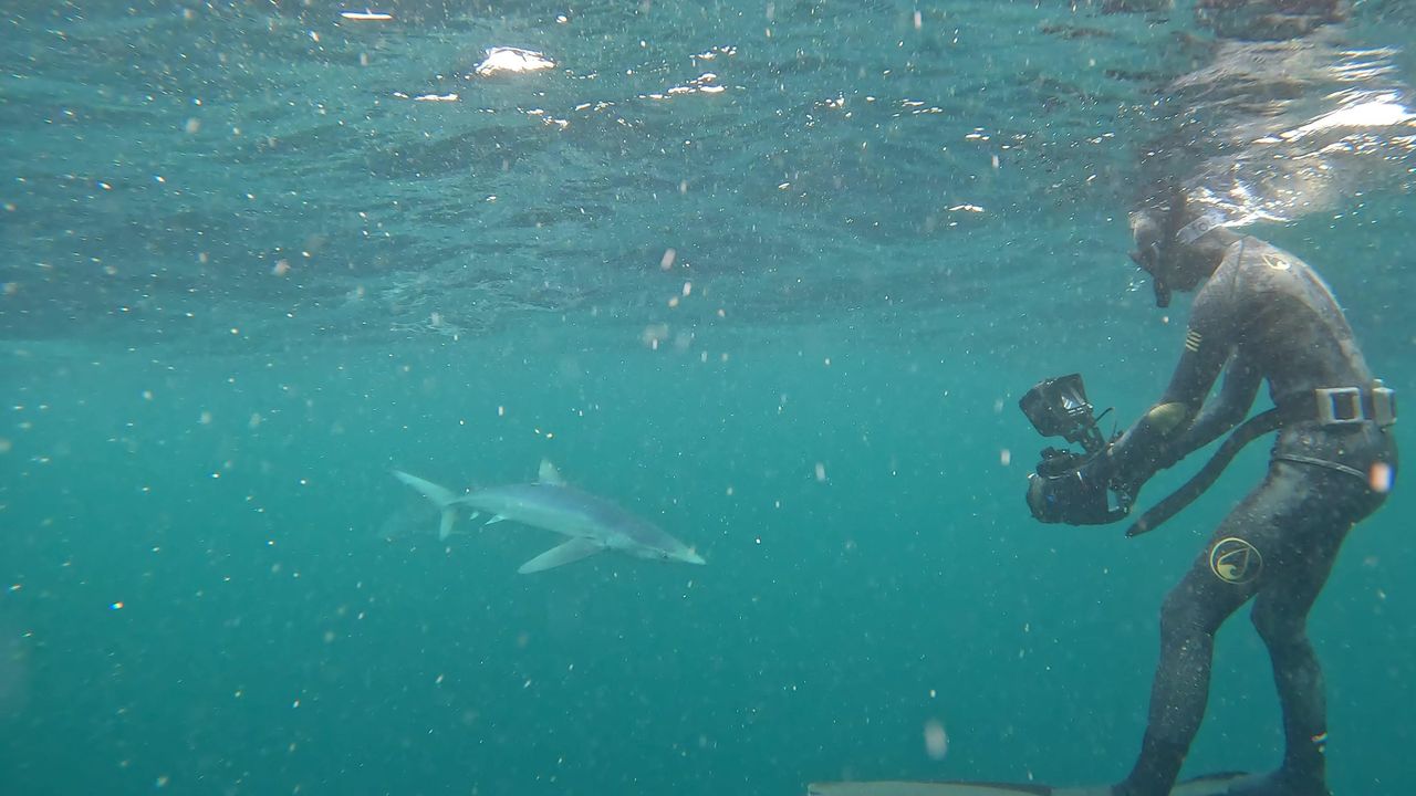 Dan Abbott with whales and sharks