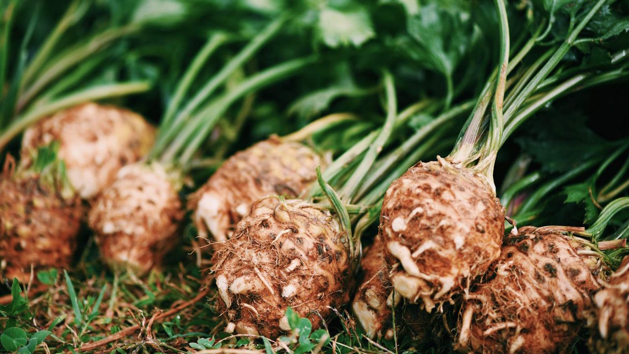 Harvested celeriac roots laid out in a row