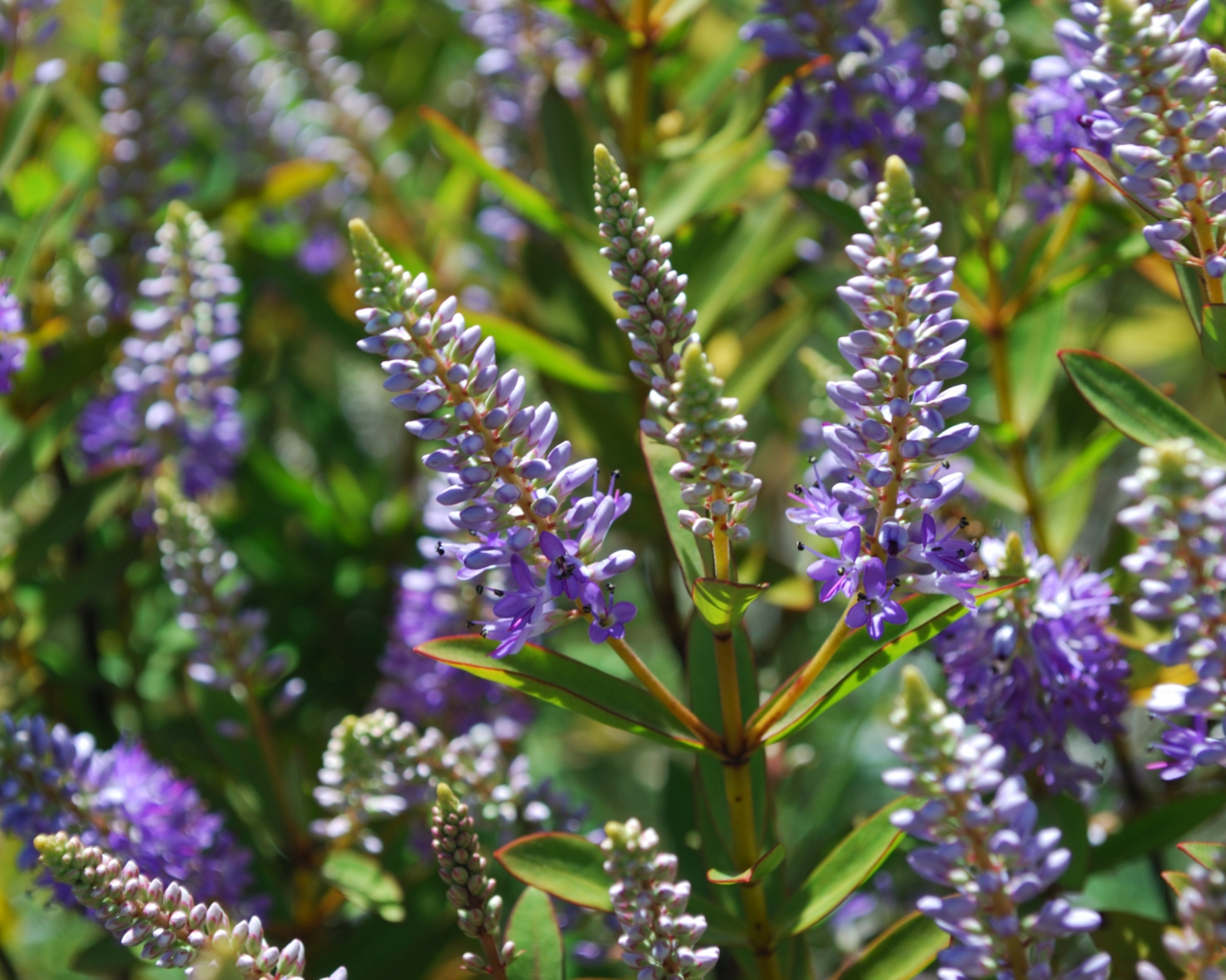 purple hebe flowers growing in sunshine
