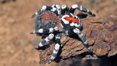 A splash of red and white on the spider's back resembles the Joker's facial makeup.