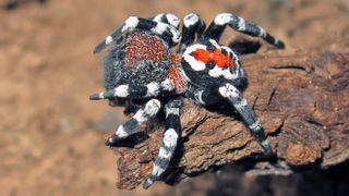 A splash of red and white on the spider's back resembles the Joker's facial makeup.