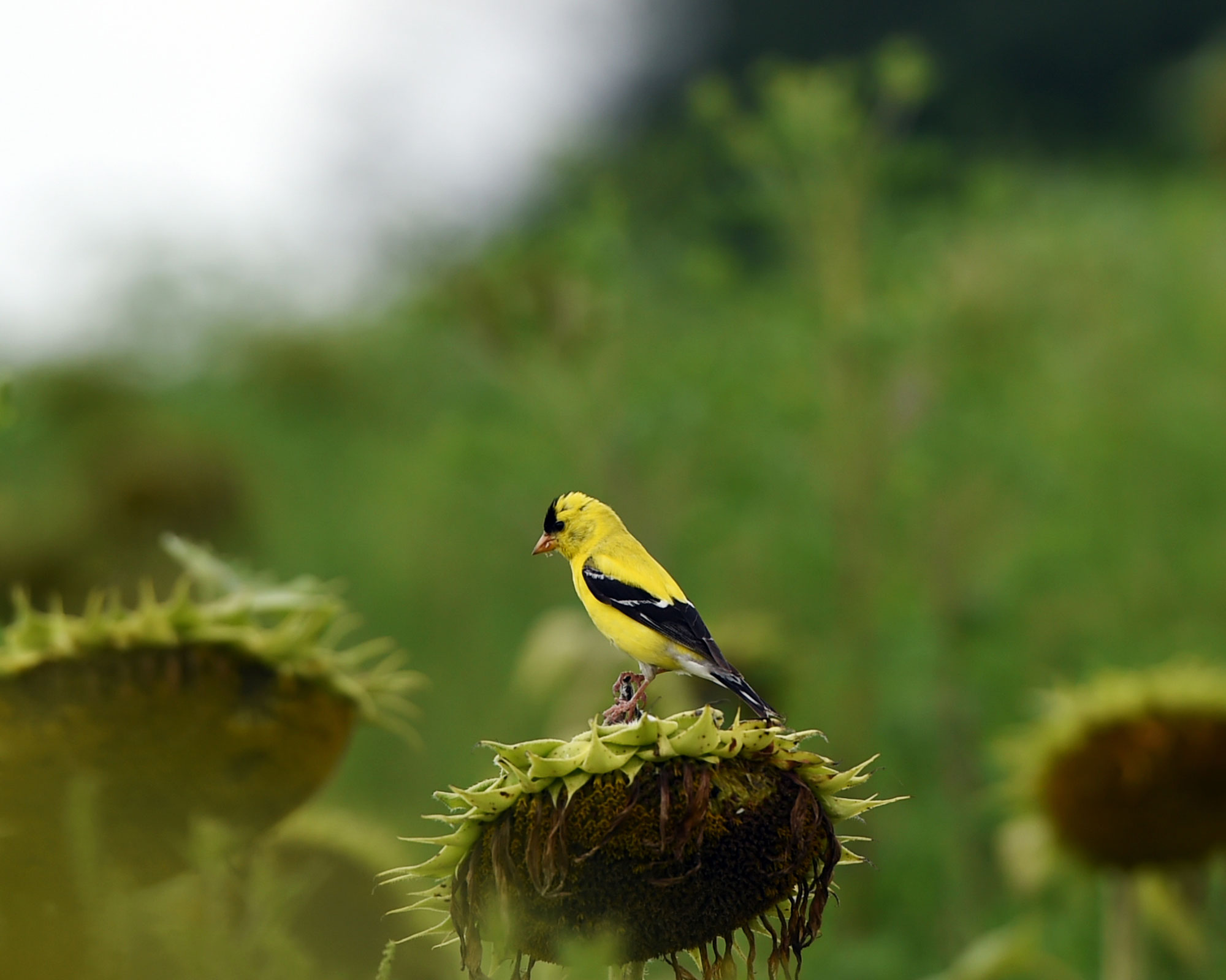 Male goldfinch perches on a sunflower to extract and eat the seeds from it.
