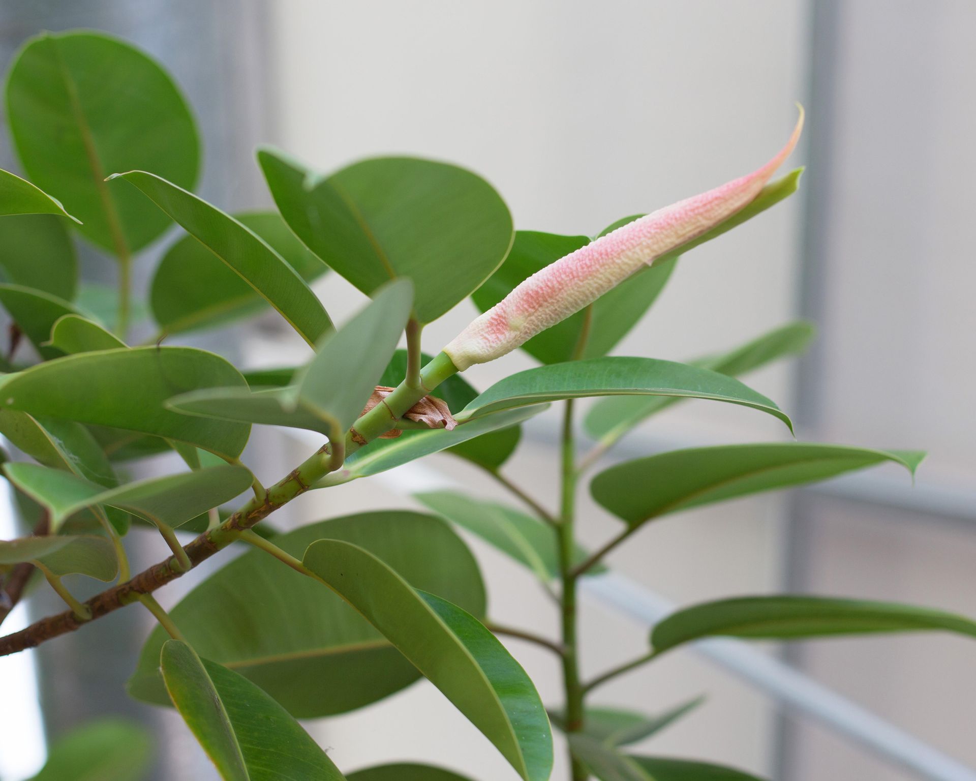 Houseplant clinic why is my rubber plant dropping leaves? Gardeningetc