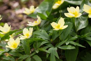 Pale yellow spring flowers of the hybrid wood anemone,