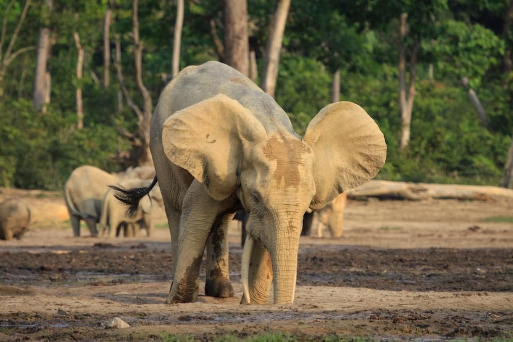 Elephant Drinking Water in Central Africa