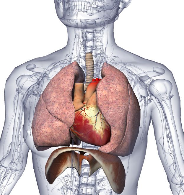 Biodigital human heart and lungs