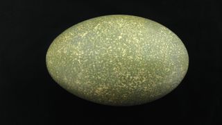 Here we see a large green oval egg against a black background.