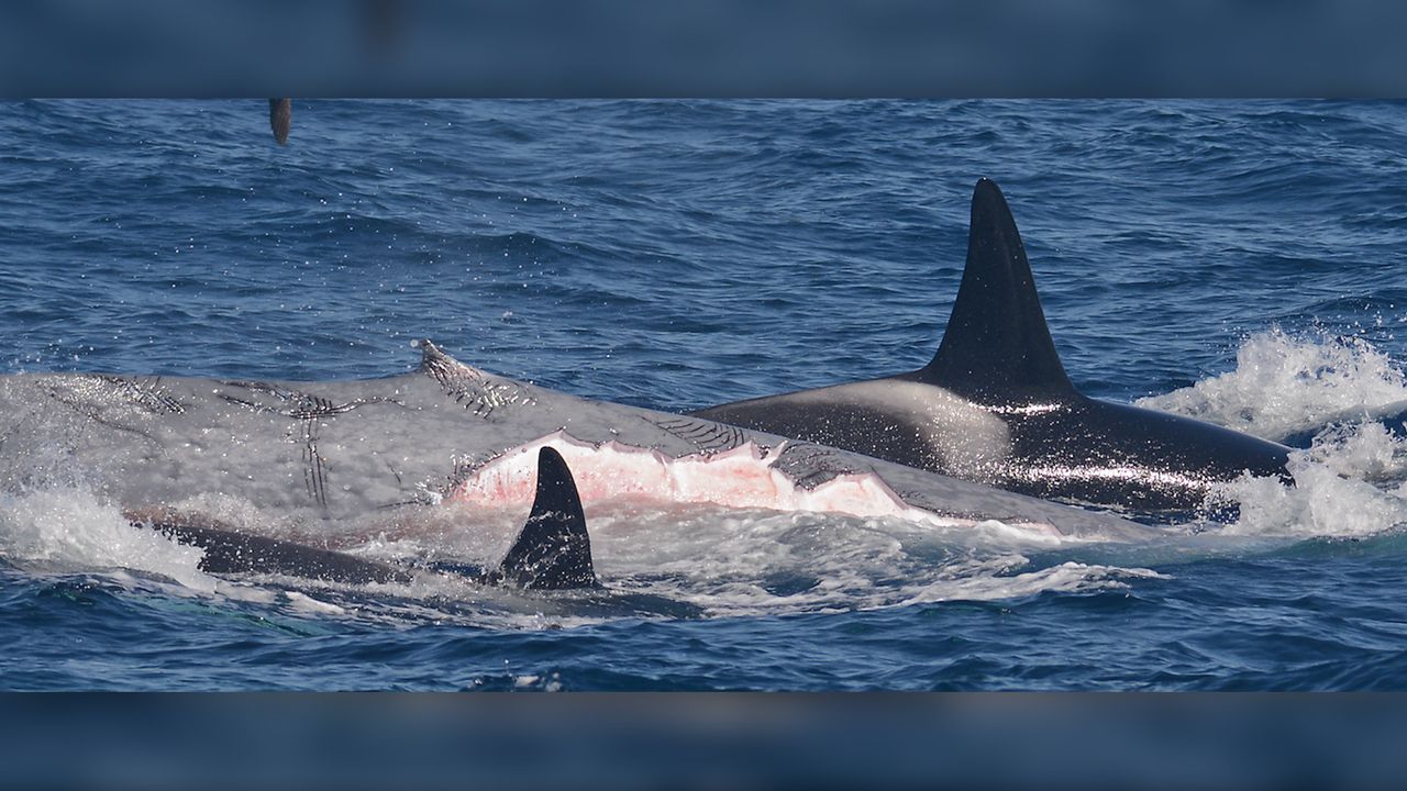 The blue whale had pieces of missing blubber, tooth marks and tooth-rake marks on its body from the attacking orcas.
