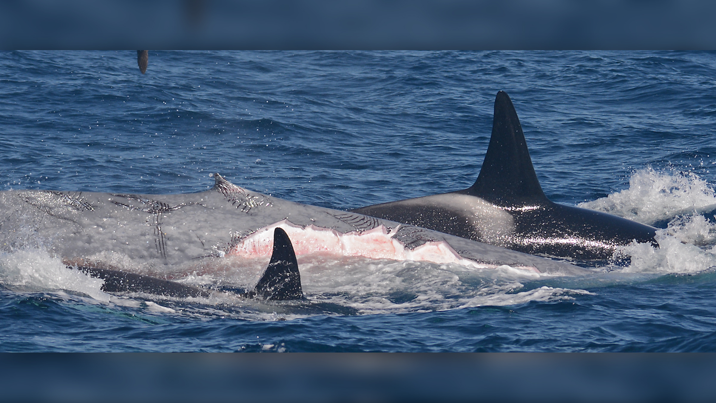 Der Blauwal hatte fehlende Speckstücke, Zahnabdrücke und Zahnharkenspuren von den angreifenden Orcas an seinem Körper.