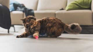 Cat playing with laser dot