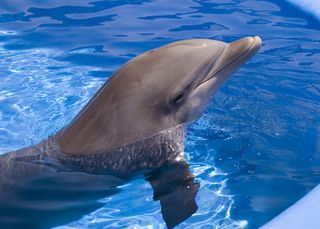 dolphin, healing, regenerative medicine, stem cells, wound, infection, antibiotics, medicine,