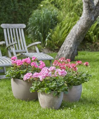 a trio of containers on a lawn planted with pelargoniums