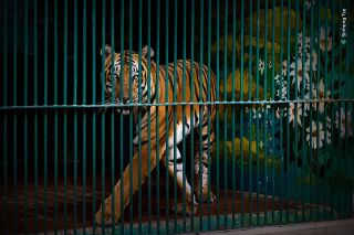 As this South China tiger paced around, Sinheng noticed the contrast between the pattern of its fur and the bars of the cage. The species is now extinct in the wild due to decades of persecution, and this individual is one of fewer than 200 left in zoos across China.