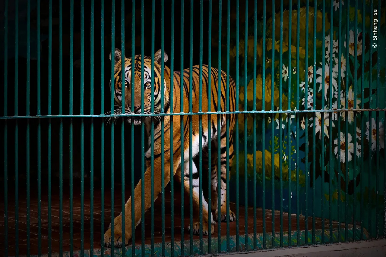 As this South China tiger paced around, Sinheng noticed the contrast between the pattern of its fur and the bars of the cage. The species is now extinct in the wild due to decades of persecution, and this individual is one of fewer than 200 left in zoos across China.