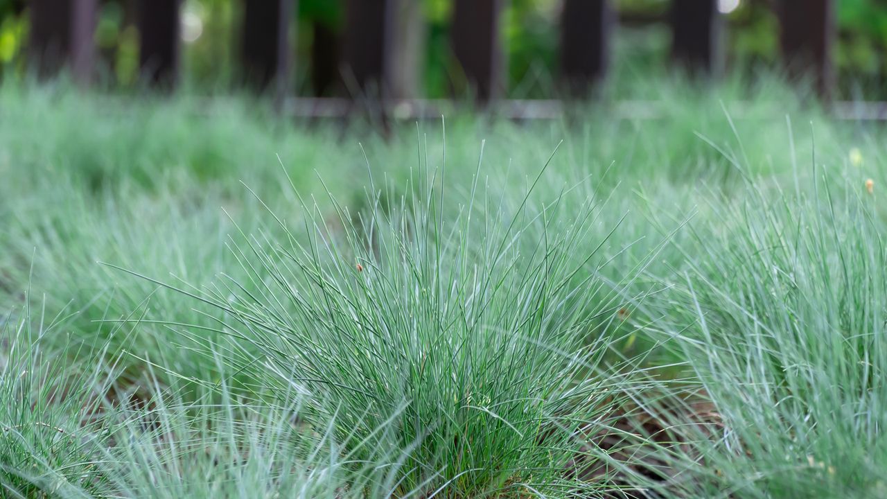 Blue fescue grass in a garden border