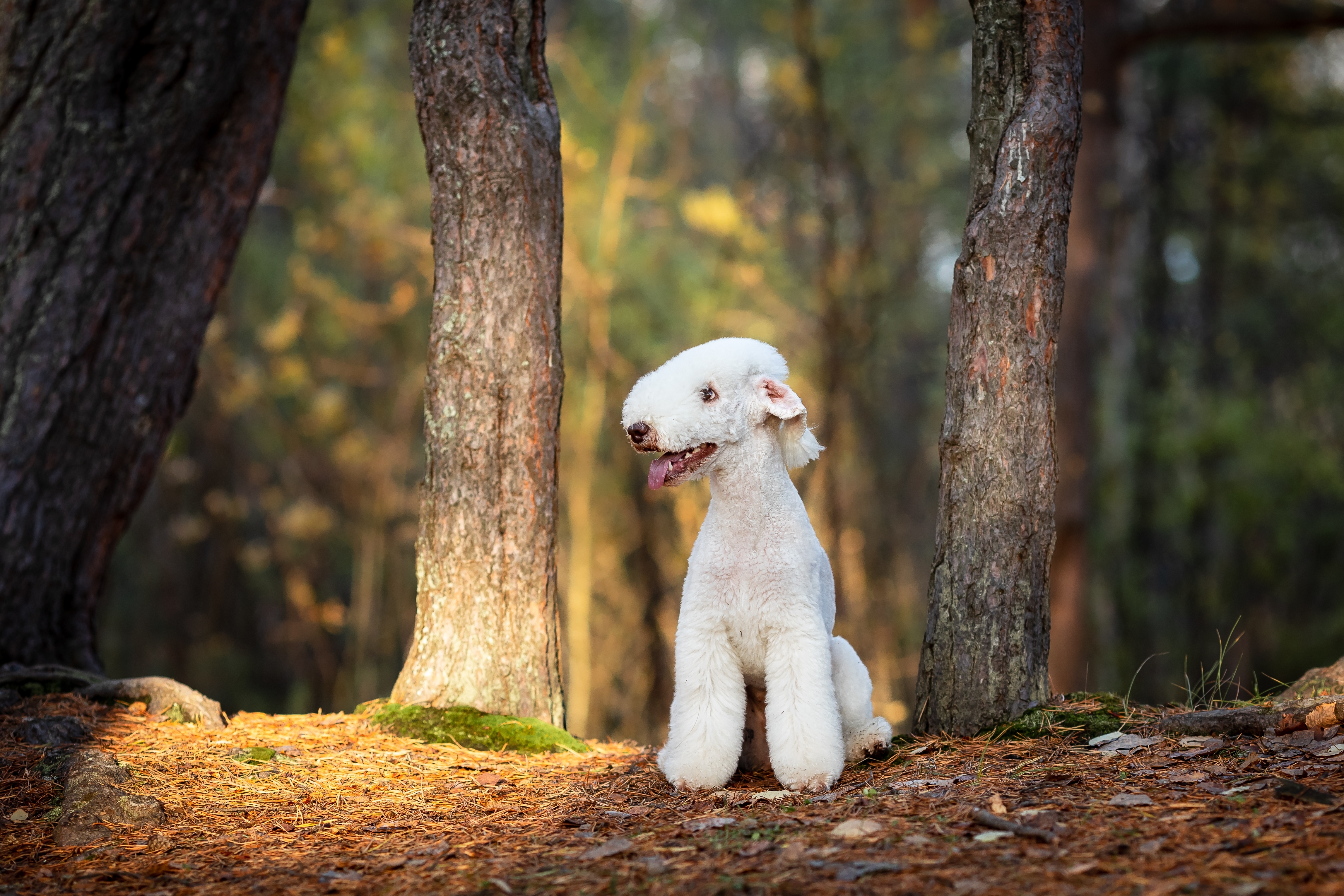 A Bedlington Terrier sits on a forest floor between two tree trunks, its pale curly coat bright against the autumn leaves.