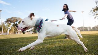 Dog pulling owner in the park