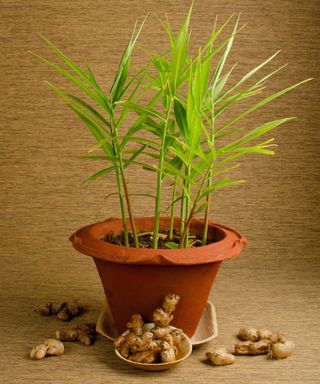 ginger plant in pot