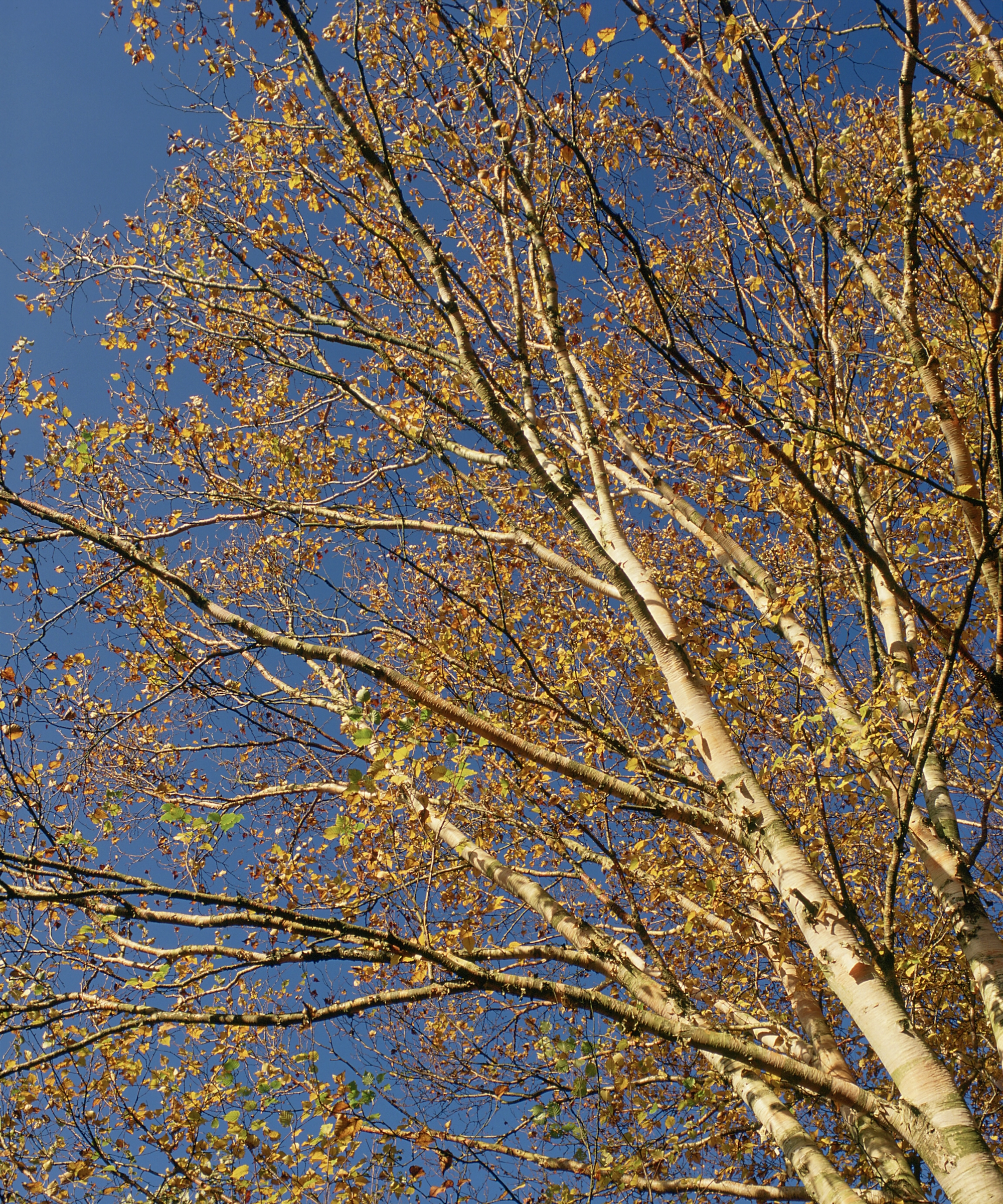 A white stemmed birch tree in autumn with the leaves falling