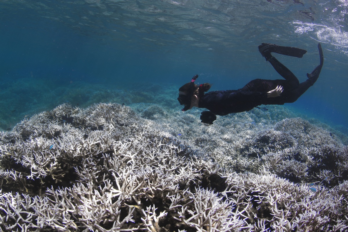 Chilling Photos Show Coral Bleaching Across the Globe | Live Science