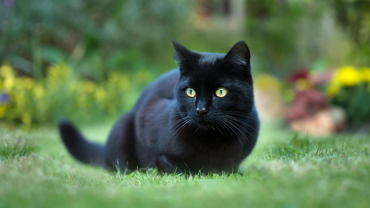 Black cat sitting in a garden