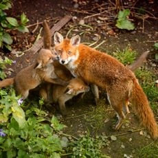 A mother fox and cubs in a garden