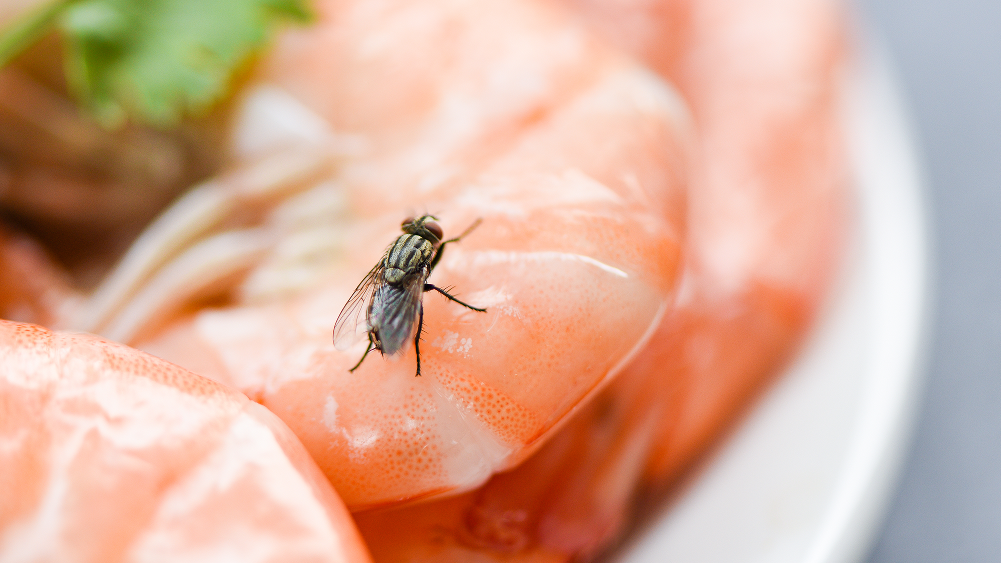 Flies on shrimp