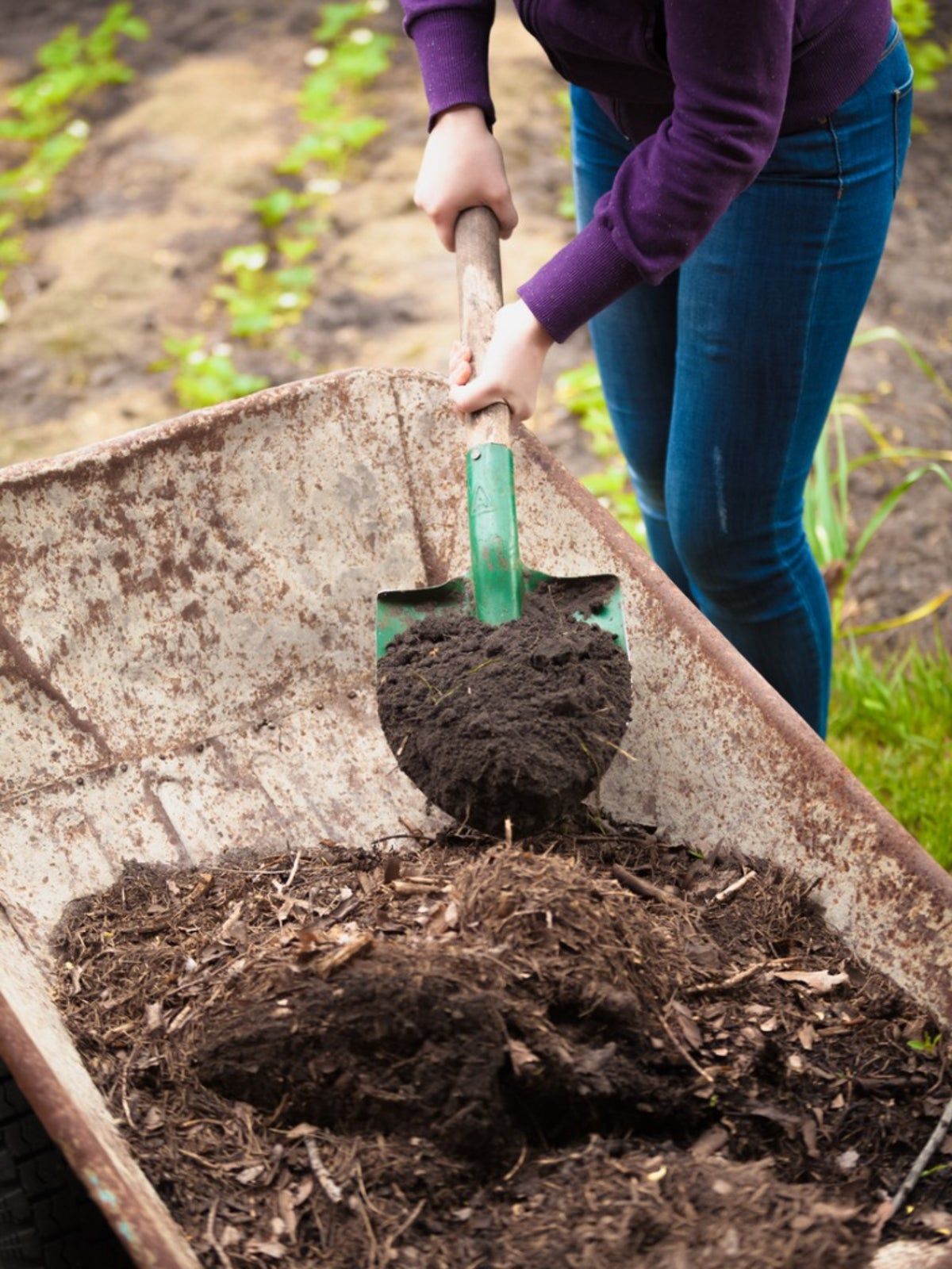 A Wheelbarrow Of Sheet Mulch In The Garden