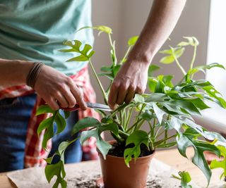 Prune monstera plant